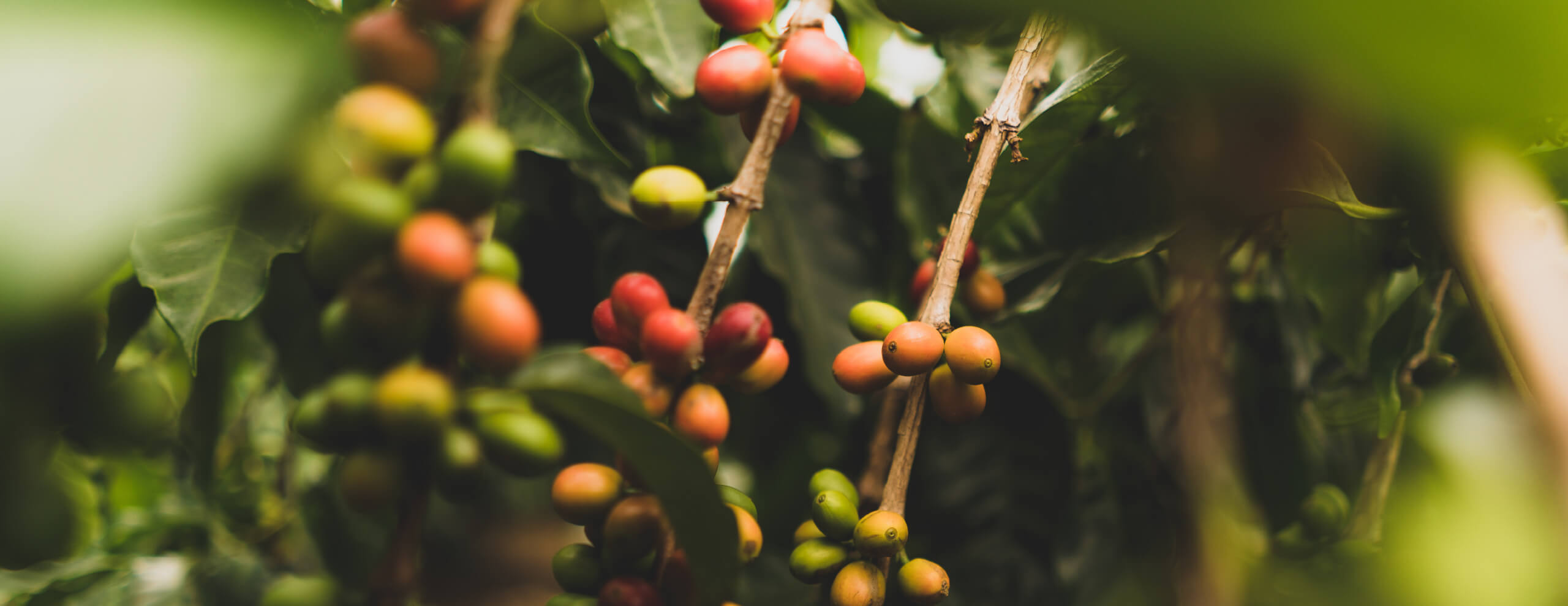 Pianta Coffea